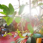 Mahalo Healthy House